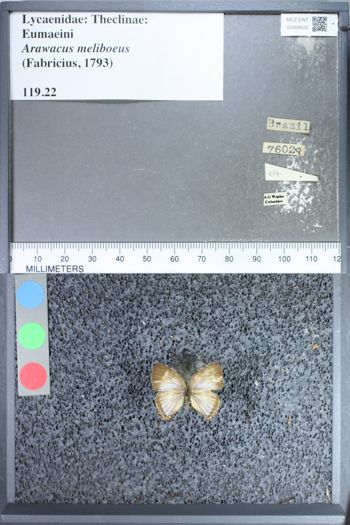 Media type: image;   Entomology 69532